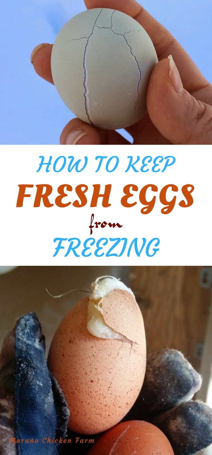 How to keep eggs from freezing in winter Murano Chicken Farm