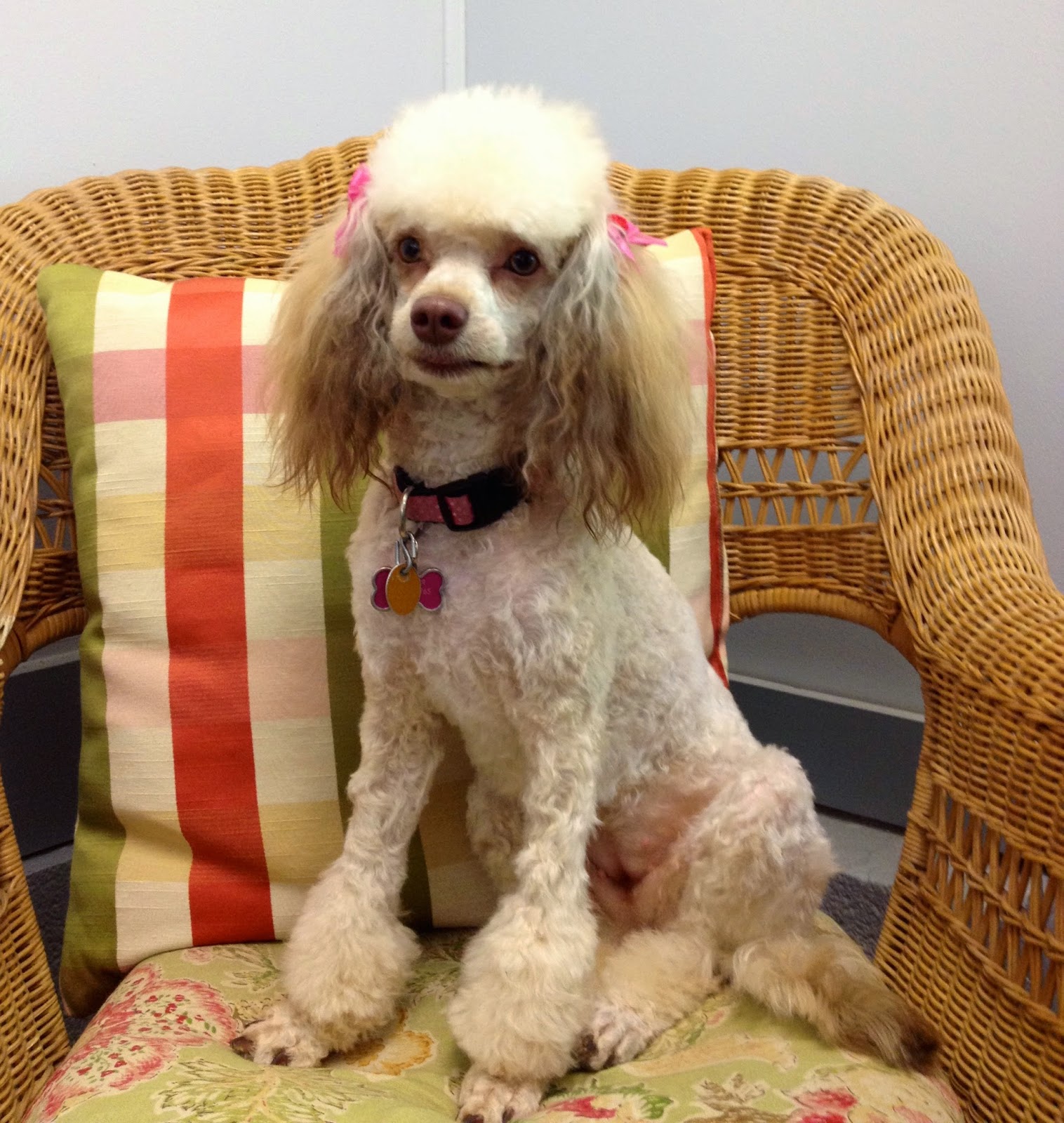 Poodle Grooming Guide: At-Home Tips and Tricks - PetLab Co