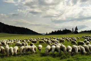 sheep farm business,animal farming