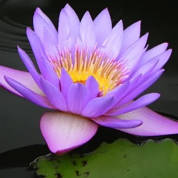 फुलांची नावे, Flowers Name In Marathi नील कमळ, Bluewater Lily Flowers Name In Marathi