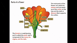 Parts of a Flower