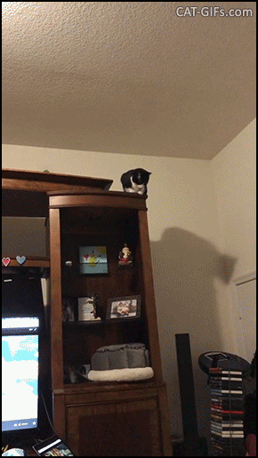 Cat fail GIF • Clumsy cat falls from high furniture. Gravity wins again haha! Cat fail GIF • Clumsy cat falls from high furniture. Gravity wins again haha!