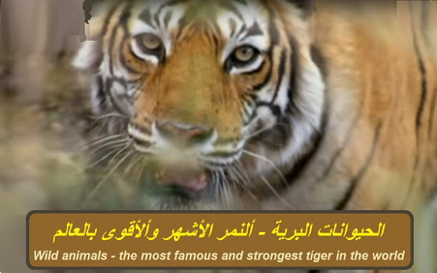 الحيوانات البرية - ألنمر الأشهر وألأقوى بالعالم Wild animals - the most famous and strongest tiger in the world