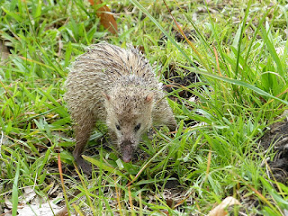 Tenrec ecaudatus - Tangue - Tengue Tenrec ecaudatus - Tangue - Tengue