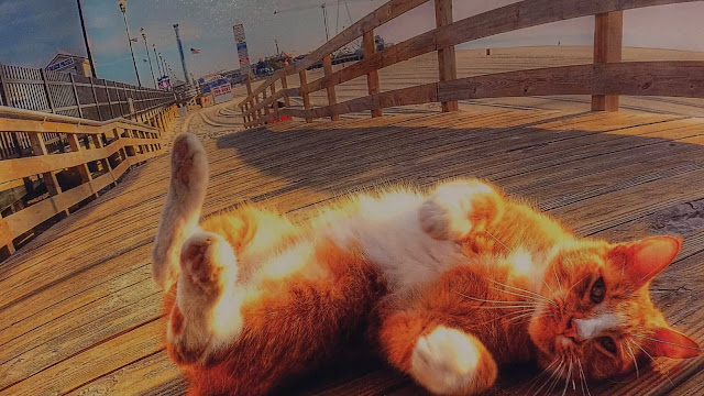 Catnip Nation|Seaside Heights Cats