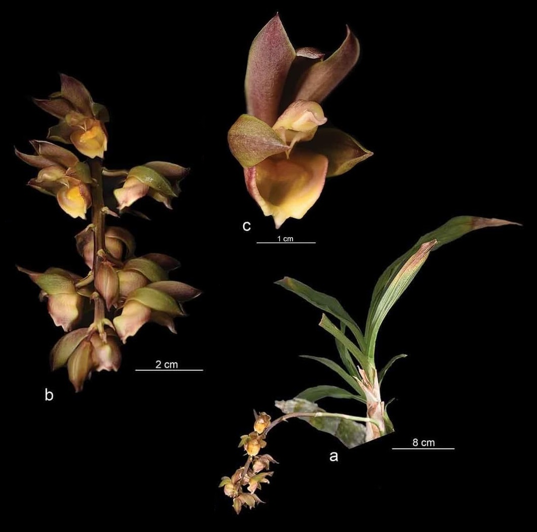 Species New to Science: [Botany • 2021] Catasetum kamatawara (Orchidaceae:  Catasetinae) • A New Species, Lectotypification and New Records in Catasetum  from Peruvian Amazon