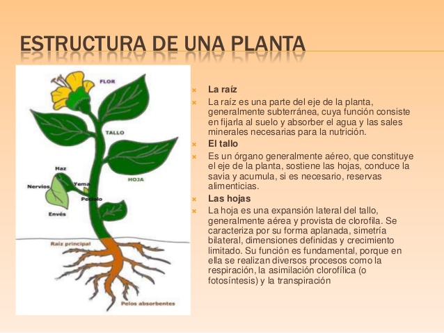estructura de la planta