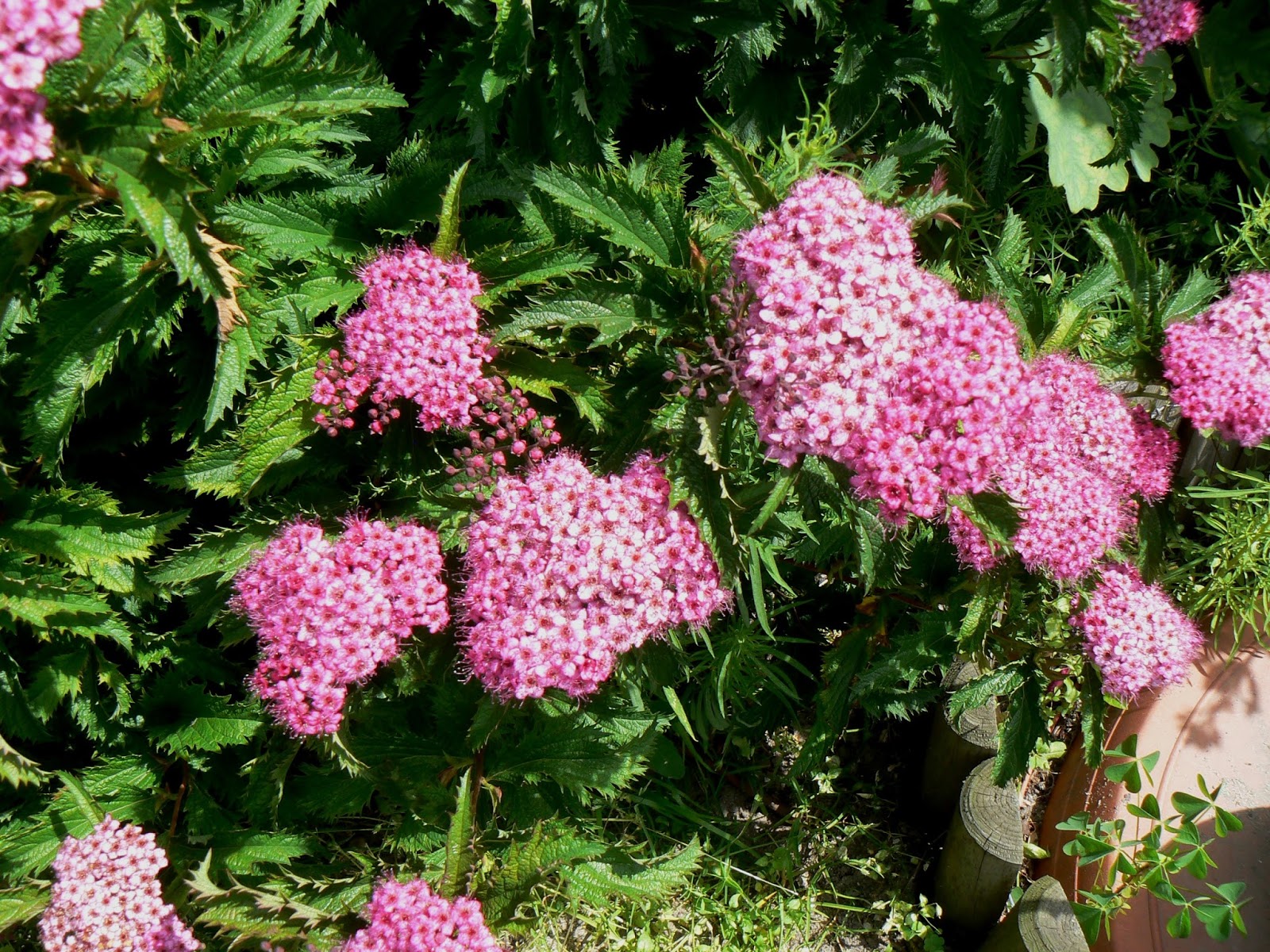 Spiraea Stock Photos Spiraea Stock Images Alamy