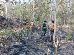Lahan Jati Satu Hektar Di Kalijambe Hangus Terbakar Lahan Jati Satu Hektar Di Kalijambe Hangus Terbakar