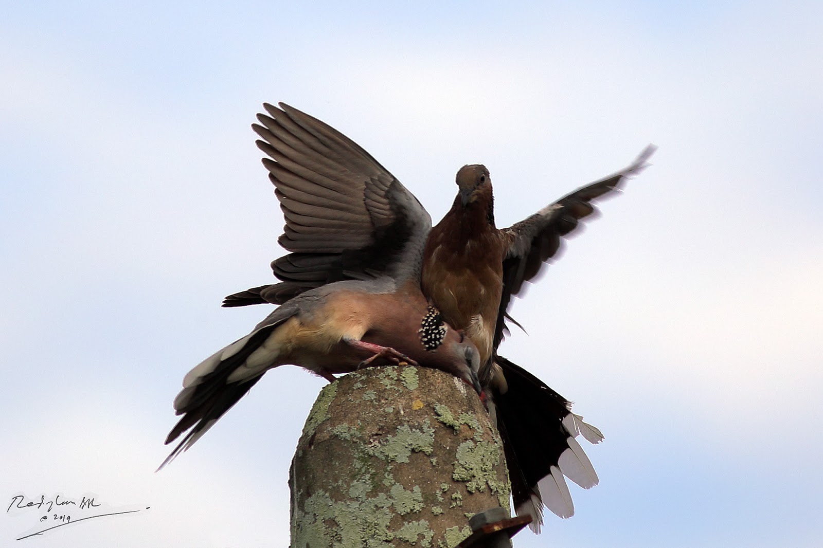 Birds and Nature Photography Raub Spotted Dove courtship mating