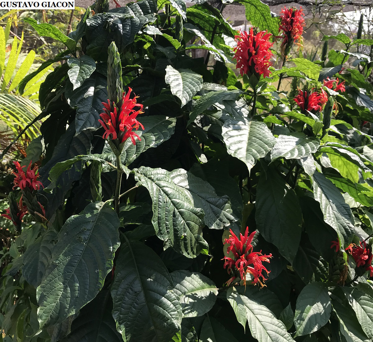 Viveiro Ciprest - Plantas Nativas e Exóticas: Jacobínia ou Justícia Vermelha  ( Pachystachys spicata )