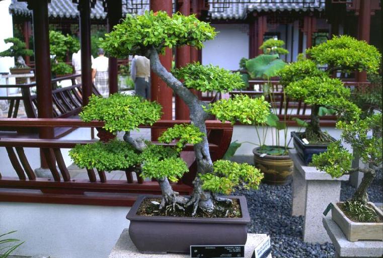 BONSAI VENEZUELA Cuidados Básicos