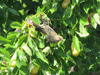Female House Sparrow In Tree Photo