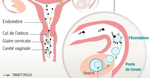 La dorsalgie geignant pendant la grossesse