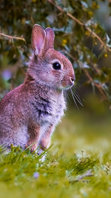 Rabbit Cub Free HD Wallpaper