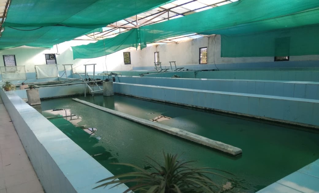 Spirulina Farming the way to success by baliraja_special 💯 स्पिरुलीना