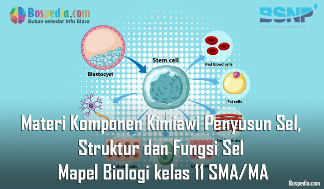 Materi Komponen Kimiawi Penyusun Sel, Struktur dan Fungsi