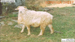 bonpala sheep breed