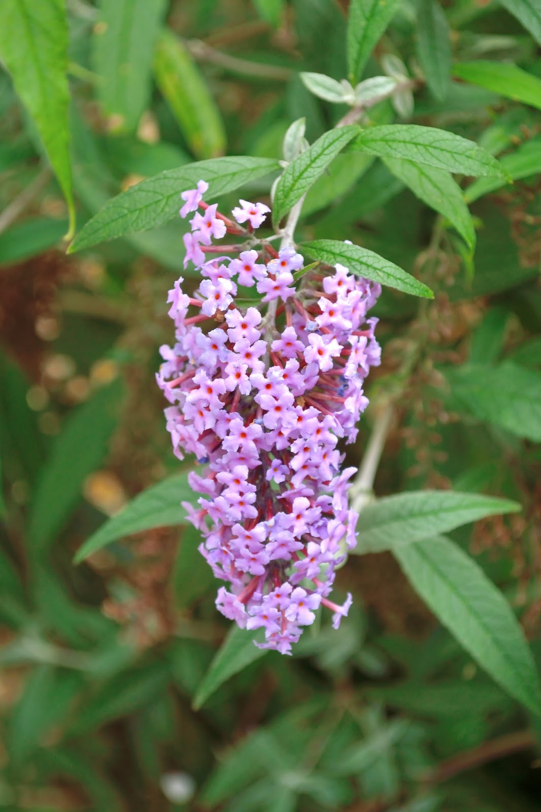 Day 54 Wisteria Lane