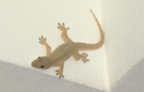 66 Arti Kejatuhan Cicak Di Kaki Kiri Menurut Primbon Dan Islam Hampir Kejatuhan Cicak