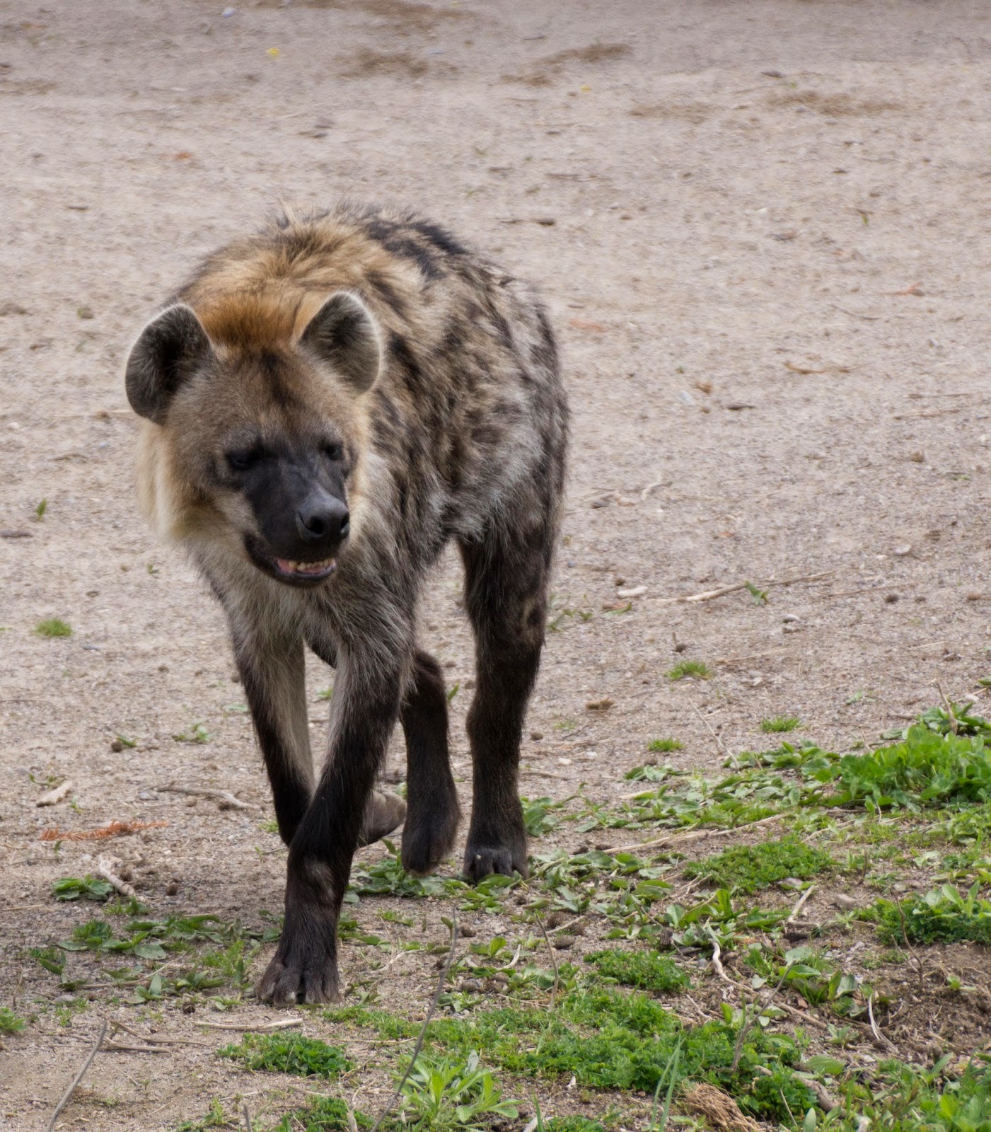 Buffalo and Beyond: Spotted Hyena at Buffalo Zoo