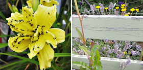 A yellow flower covered in bugs and then another photo of lots of flowers and plants