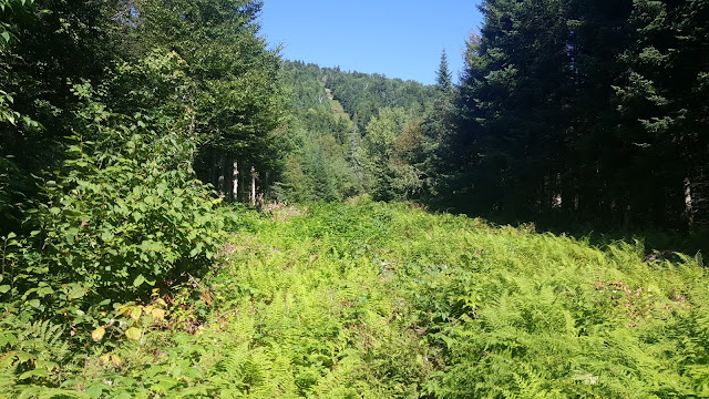 Sentier sur la frontière Canada - USA