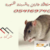 شركة مكافحة الفئران بالمدينة المنورة 00201020817048 للايجار