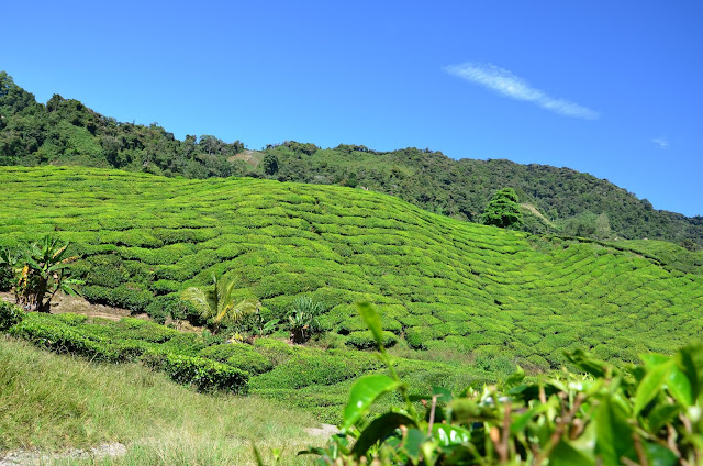Cameron Highlands - plantacja herbaty