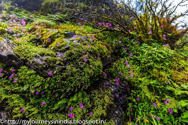 Wild Flowers at Mullayanagiri Peak