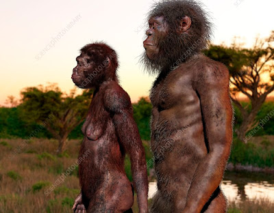 Homo naledi female