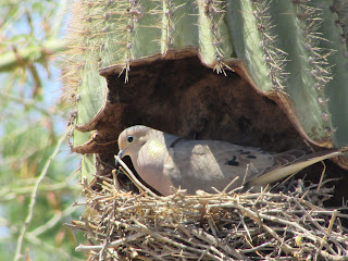 Dove Sitting on Nest