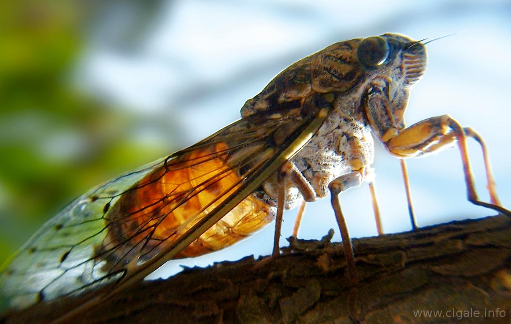 L Insecte Le Plus Dangereux Du Monde Top 14 des insectes les plus dangereux et mortels du monde ~ Fast Way