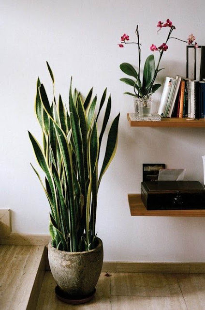 Plants That Can Be Grown Indoors