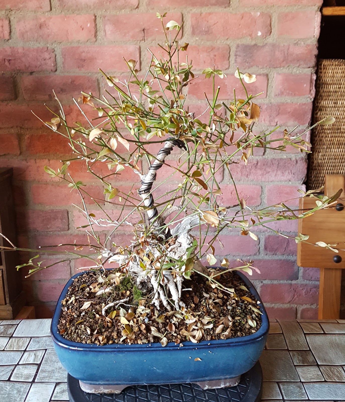 Orea Bonsai Árboles de colección Jazmín de invierno (Jasminum Nudiflorum) nº 1