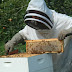 Αίρεται η προτροπή Πιτούλη προς τους μελισσοκόμους