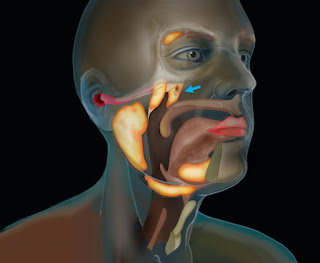 Scientists Discovered a Mysterious Organ Lurking in The Centre of The Human Head