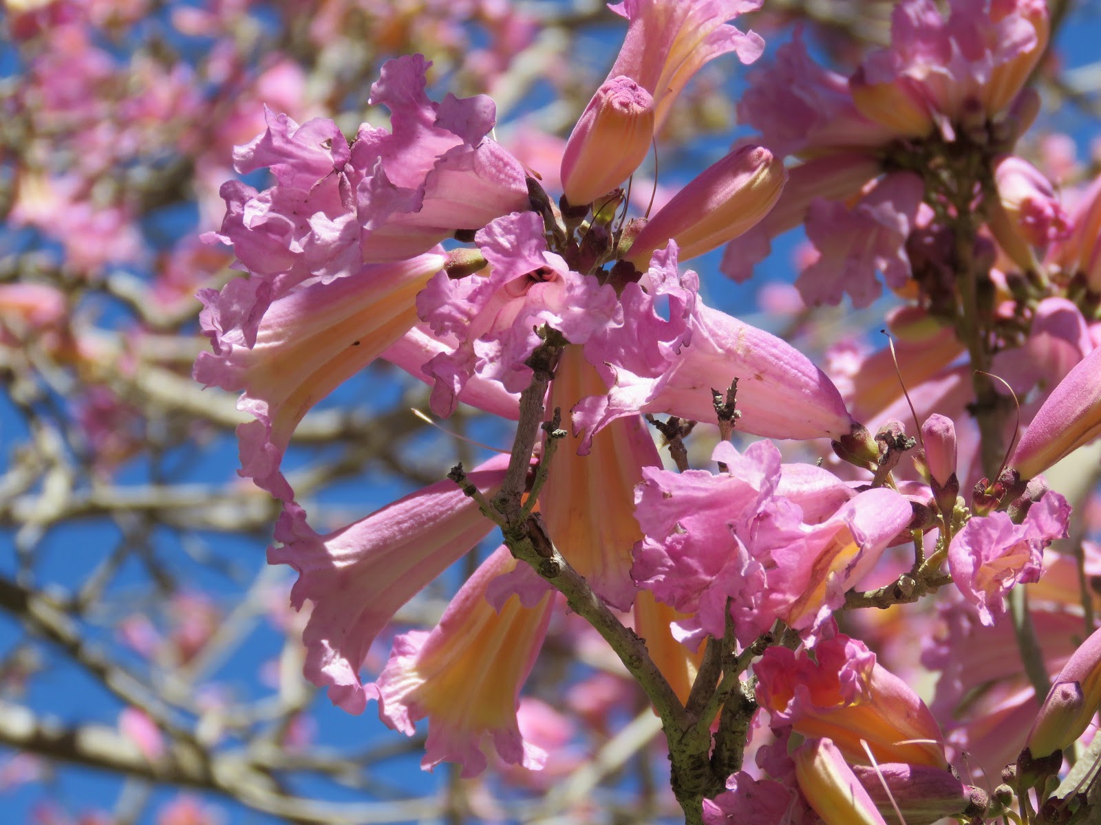 Pink Trumpet Tree a possible cure for climate changed gardens