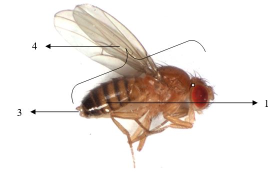 Work Laporan Praktikum Genetika Lalat Buah Drosophila Melanogaster