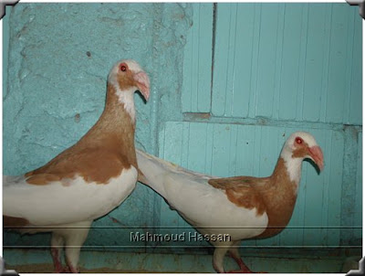 Pigeons for sale: Yellow Scandaroon pigeons