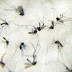 Zika: OMS nega pedido de cientistas para adiar Olimpíada do Rio