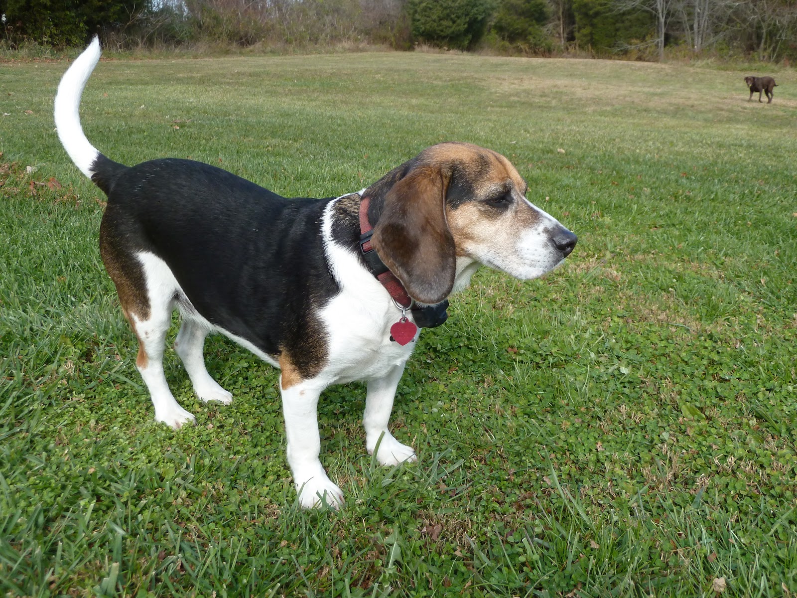 For the Love of Dogs Hounds Make GREAT Family Pets