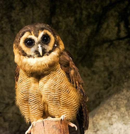 Brown wood owl pictures Birds of India Bird World