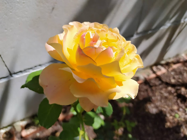 Rosa grandiflora "Soleil de Minuet".