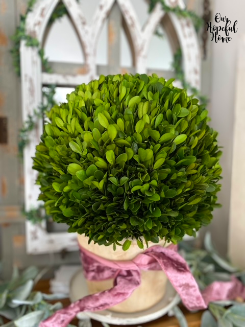 large round boxwood ball green leaves clay pot