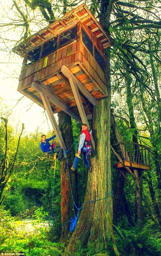 How to build a treehouse