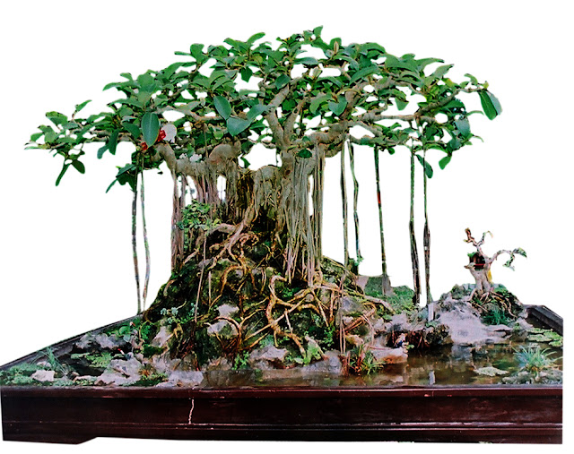 Chăm sóc cây thế cây bonsai
