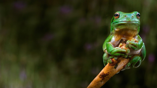 frog wallpaper