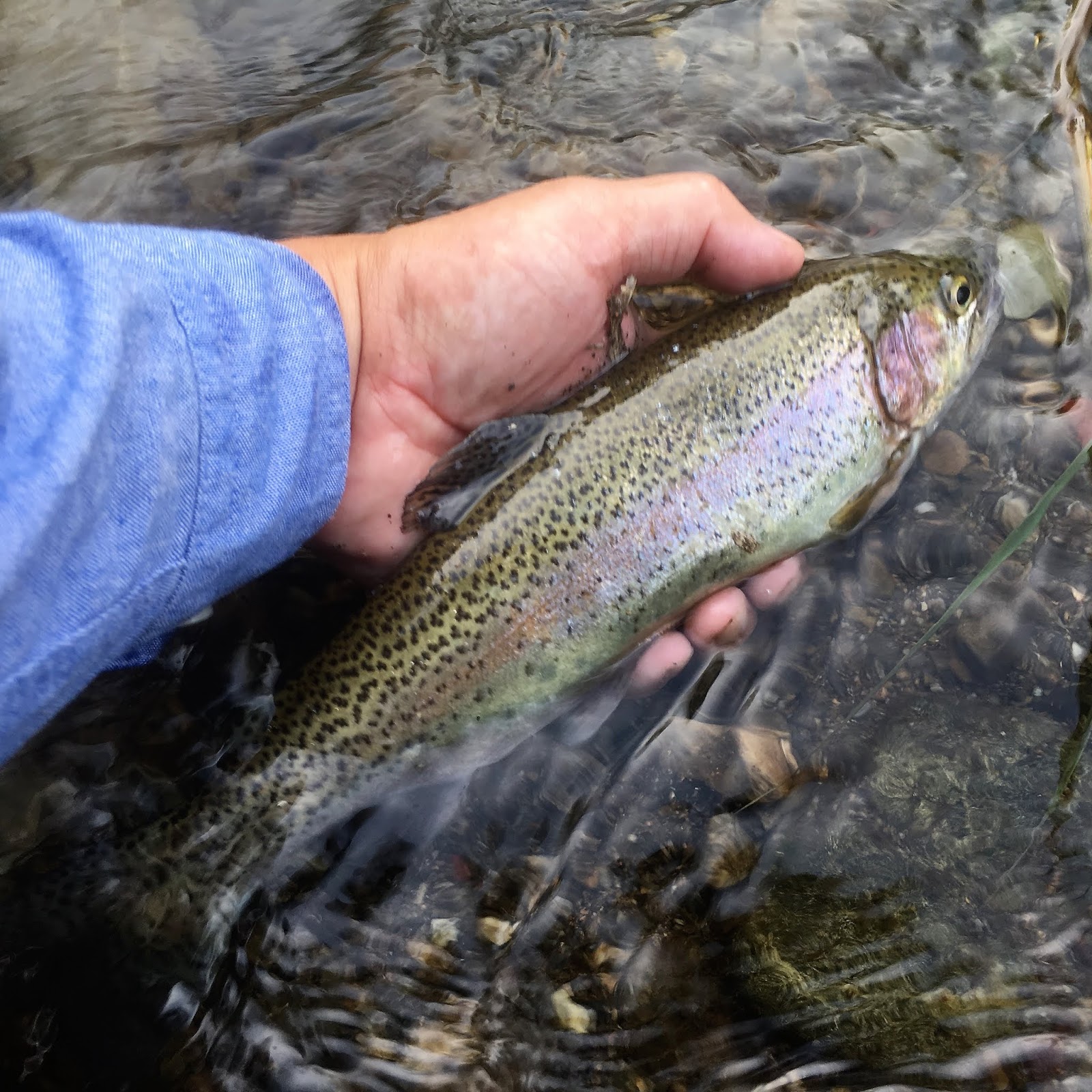 未放流なのに40センチクラスのニジマスが毛バリに 名栗川の釣り 里川のテンカラ釣り Tenkaratrain