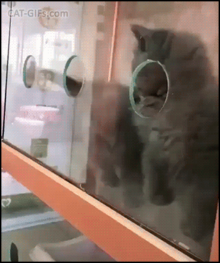 Amazing Kitten GIF • Kittens are liquid • Prison break, Kitty edition, the great escape! Amazing Kitten GIF • Kittens are liquid • Prison break, Kitty edition, the great escape!